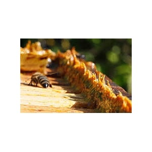 Propolis en poudre
