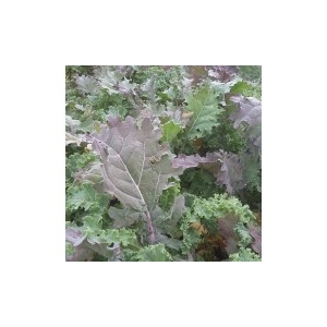 Choux kale