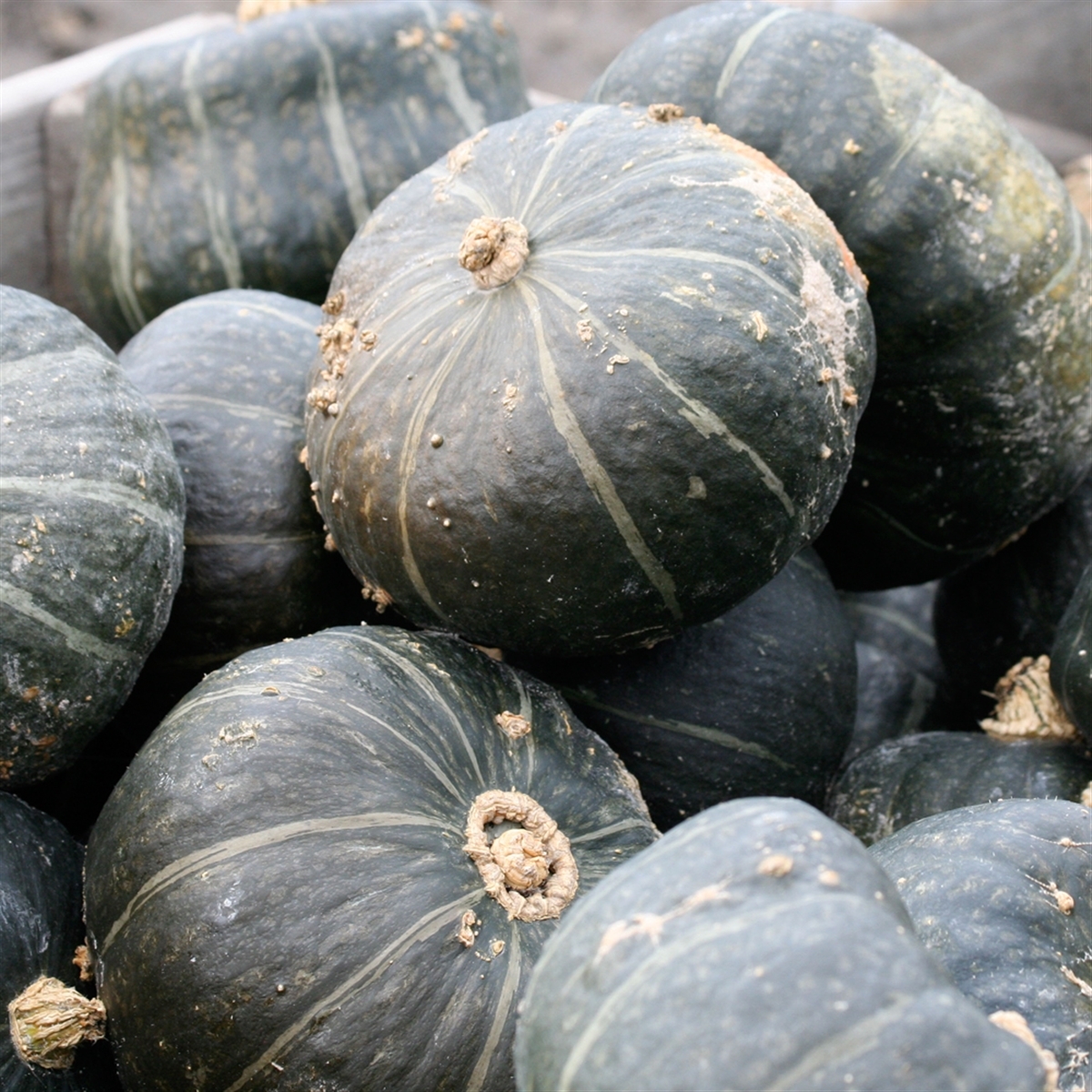 Potiron Doux Vert D Hokkaido 1 U Les Legumes Du Morillou