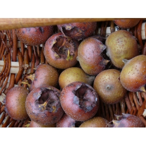 Nèfles mûres à faire blettir