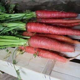 Carottes rouges