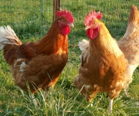 Poulet fermier prêt à cuir 2.2 kg