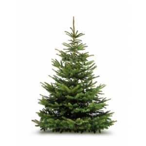 Sapin de noël - épicéa - 175 à 200 cm - fraichement coupé-