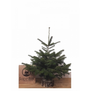 Sapin nordmann bio 0,80-1,00 + rondelle
