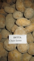 Pomme de terre ditta