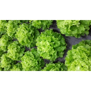 Salade