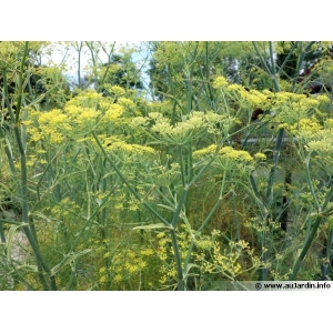 Aromate fenouil
