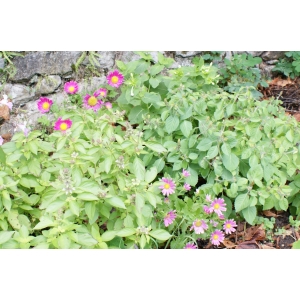 Sirop de basilic sacré 'tulsi'