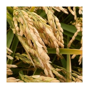 Riz 1/2 complet bio igp riz de camargue 1 kg