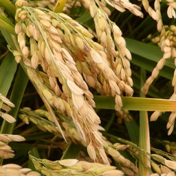 Riz Camargue Bio 1 Kg