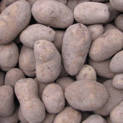 Pommes de terre bintje