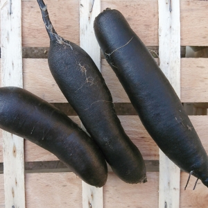 Radis noirs
