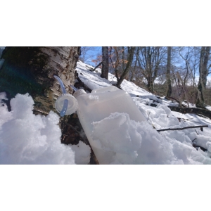 Seve de bouleau fraiche bio montagne