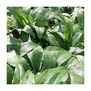 Bouquet frais : ail des ours