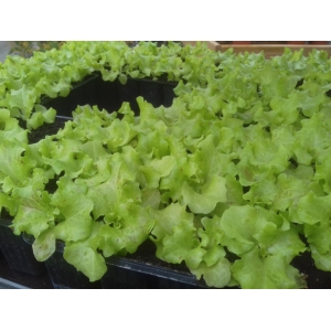 12 salades à repiquer st antoine