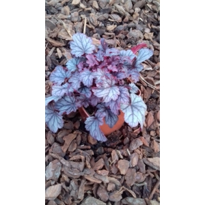 Heuchere pourpre vivace 1l