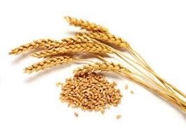 Blé en grain