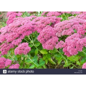 Sedum spectabile