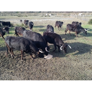 Os à moel surgelé 2 à 7 morceaux