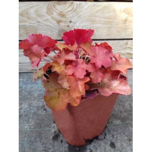 Heuchere chery cola 1l