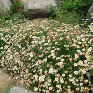 Erigeron profusion