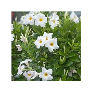 Dipladénia blanc