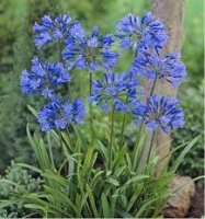 Agapanthe bleu en pot de 3l