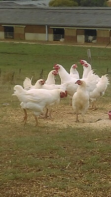 Poulet 1kg800-2kg