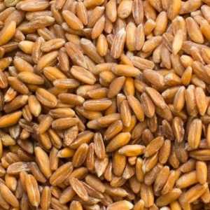 Petit épeautre (inclus consigne)