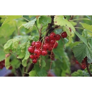 Ribes rubr. jonkher v. tets 50/80 (groseillier rouge)