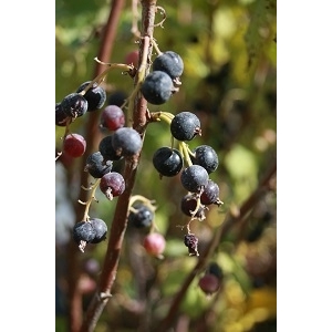 Ribes nigr. black reward 30/50 (cassis)