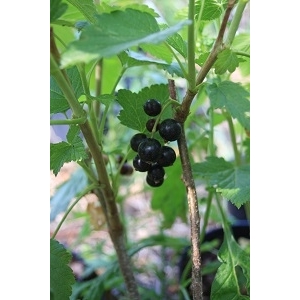 Ribes nigr. andega 40/60 (cassis)