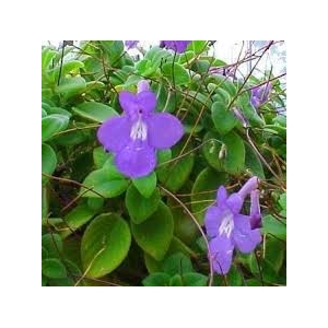 Suspension streptocarpus violet bleu