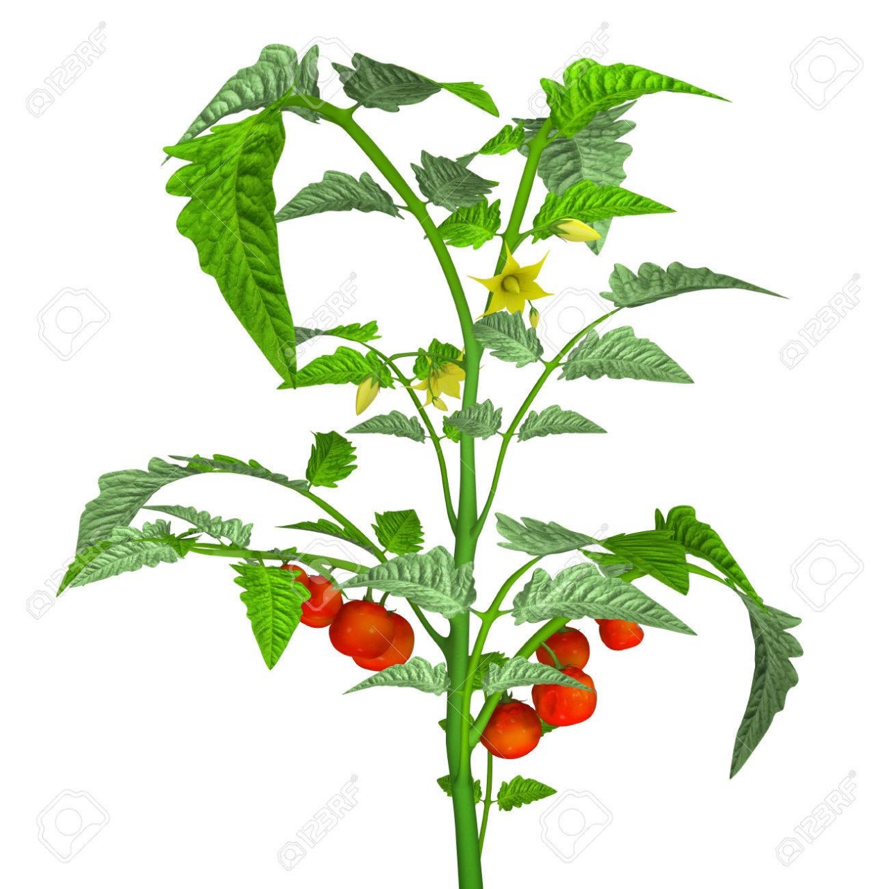 Plant tomate cerise petit moineau - 1 u - Association Le Mat - Locavor.fr