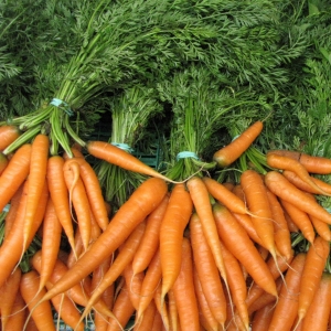 Carottes fanes nouvelles