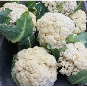Choux fleur sans traitement