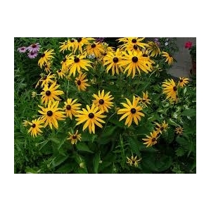 Rudbeckia jaune en pot de 3l