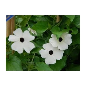 Suzanne aux yeux blanc