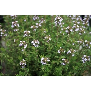 Thymus vulg. compactus (thym)