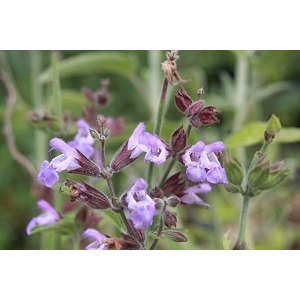 Salvia officinalis (sauge)