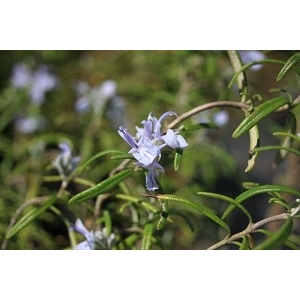 Rosmarinus officinalis (romarin)