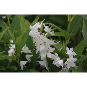 Deutzia gracilis 40/60]