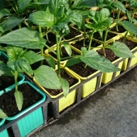 Plant de poivron cornue rouge en pot