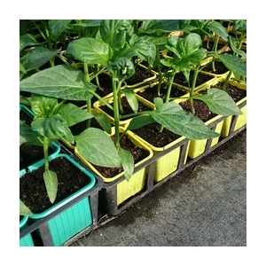 Plant de poivron cornue rouge en pot