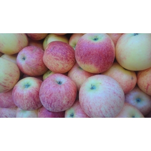 Pomme gala bio