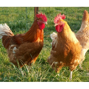 Poulet pret à cuir 2.8 kg découpé