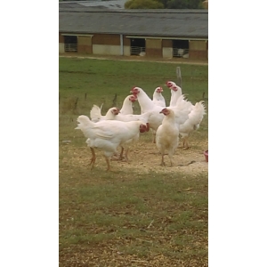 Poulet 2kg200-2kg400