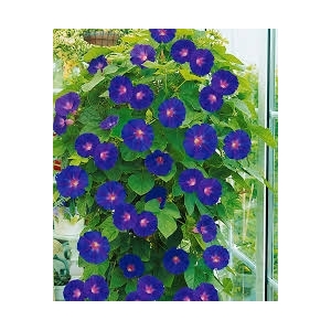Ipomée bleu
