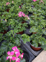 Géranium lierre à fleurs rose fluo