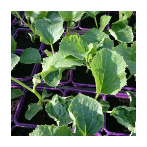 Plant de melon en godet